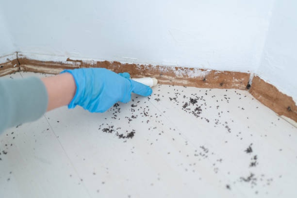 Best Bed Bug Extermination  in Vaiden, MS